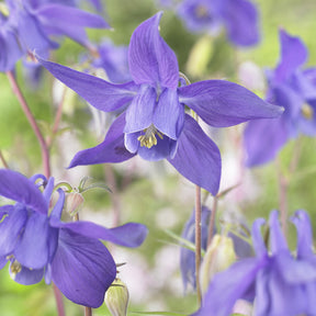 Akelei des Alpes - Aquilegia alpina - Willemse