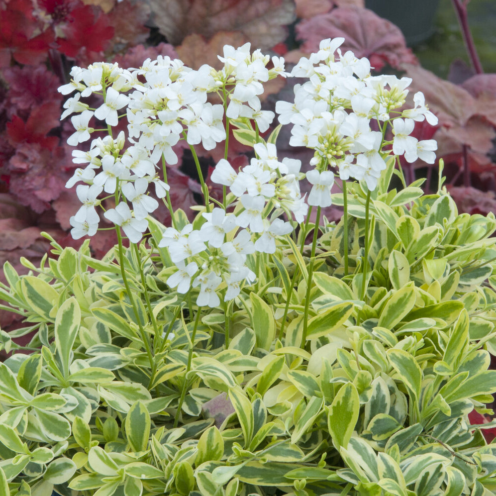 Randjesbloem Old Gold - Arabis ferdinandi-coburgii Old Gold - Willemse