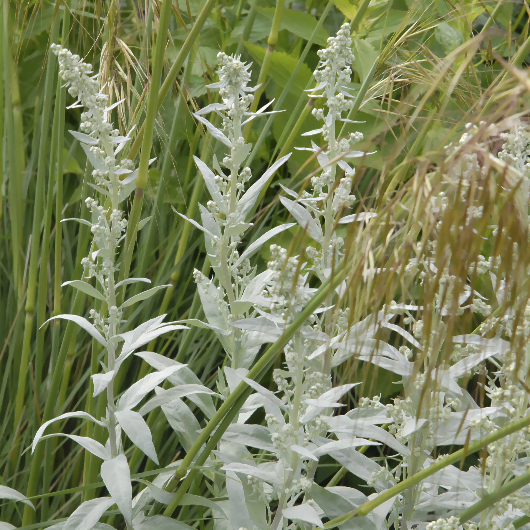 Westerse bijvoet - Artemisia ludoviciana silver queen - Willemse