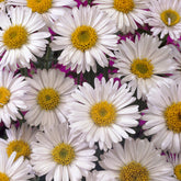Alpinus Aster  Albus - Aster alpinus Albus - Willemse