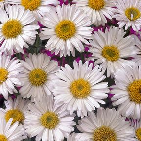 Alpinus Aster  Albus - Aster alpinus Albus - Willemse