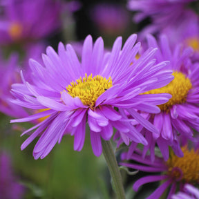 Aster Happy End - Aster alpinus Happy End - Willemse