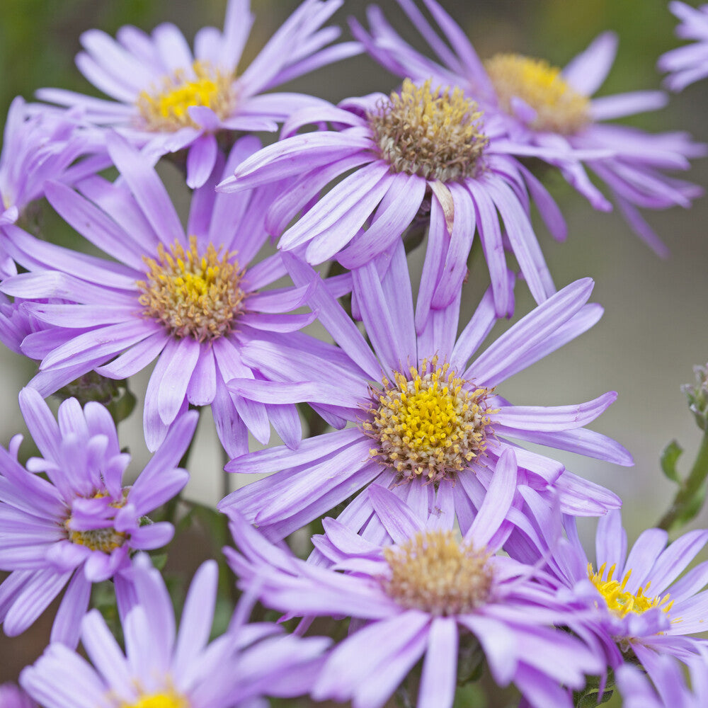 Aster Rosa Erfüllung Oeil de Christ - Aster amellus Rosa Erfüllung - Willemse