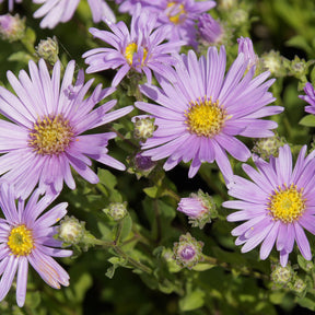 Aster Rosa Erfüllung Oeil de Christ - Willemse