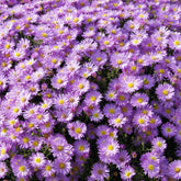 lage herfstaster  Herbstgruss vom Bresrhof - Aster dumosus Herbstgruss vom Bresserhof - Willemse