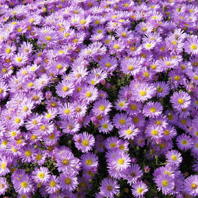 lage herfstaster  Herbstgruss vom Bresrhof - Aster dumosus Herbstgruss vom Bresserhof - Willemse