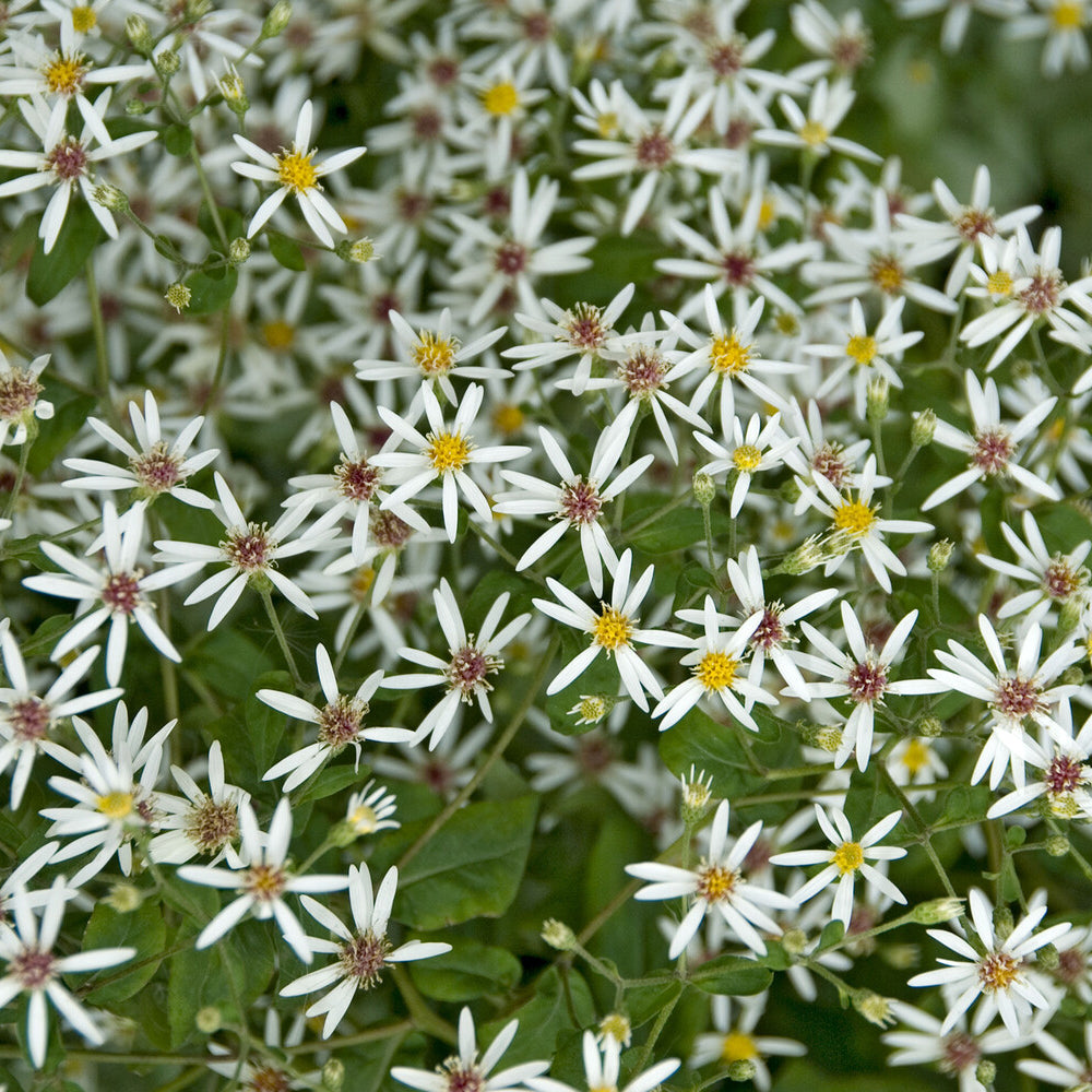 Aster divaricatus - Aster divariqué - Aster