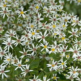 Aster divaricatus - Aster divariqué - Aster