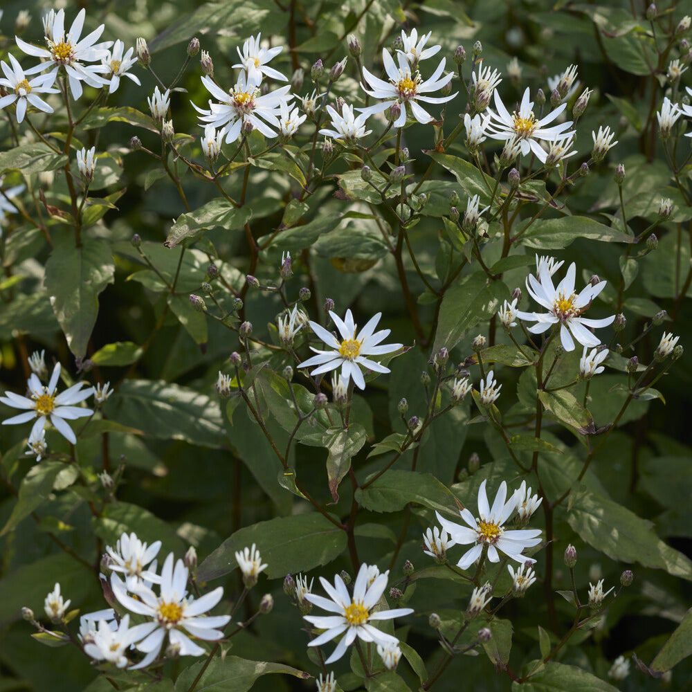 Aster divariqué - Aster divaricatus - Willemse