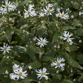 Aster divariqué - Aster divaricatus - Willemse