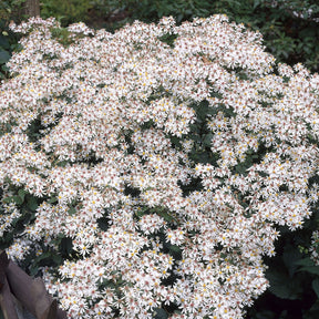 Aster - Aster divariqué - Aster divaricatus