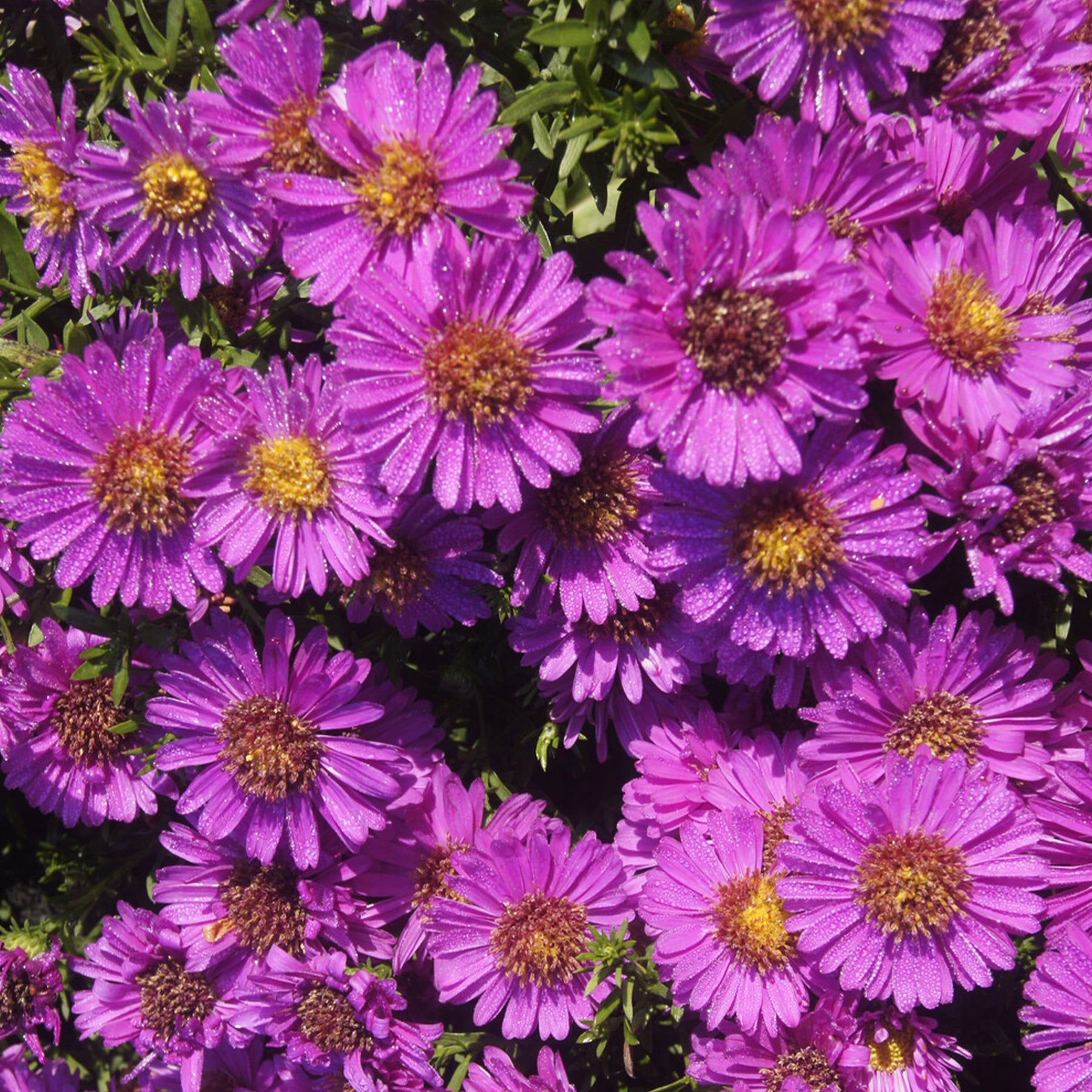 Herfstaster 'Starlight' - Aster novi-belgii starlight - Willemse