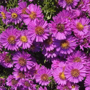 Herfstaster 'Starlight' - Aster novi-belgii starlight - Willemse