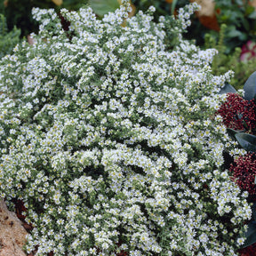 Aster Snowflurry - Willemse