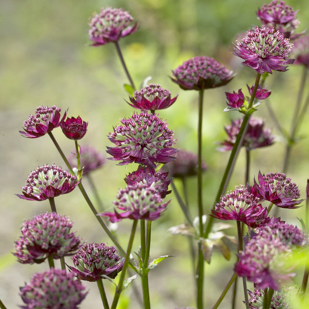Astrantia - Zeeuws knoopje Moulin Rouge - Astrantia major Moulin Rouge