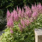 Astilbe japonica Rheinland - Pluimspirea 'Rheinland' - Bloeiende vaste planten