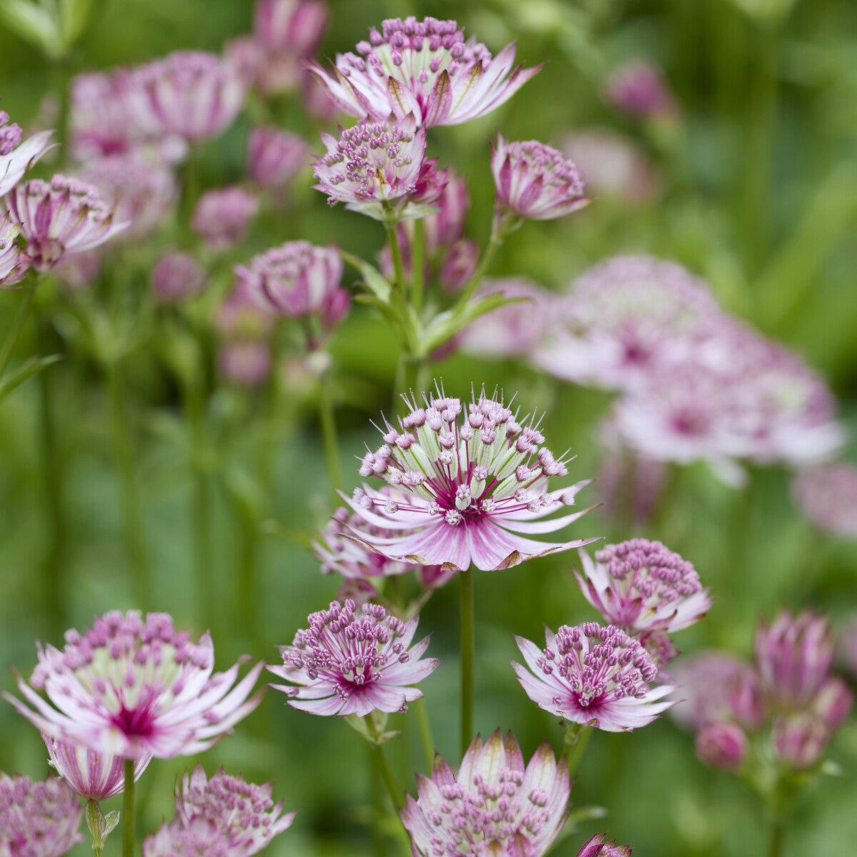 Zeeuws knoopje - Astrantia major - Willemse