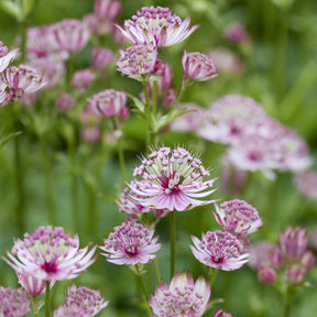 Zeeuws knoopje - Astrantia major - Willemse