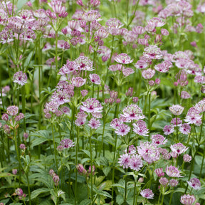 Astrantia major - Zeeuws knoopje - Astrantia