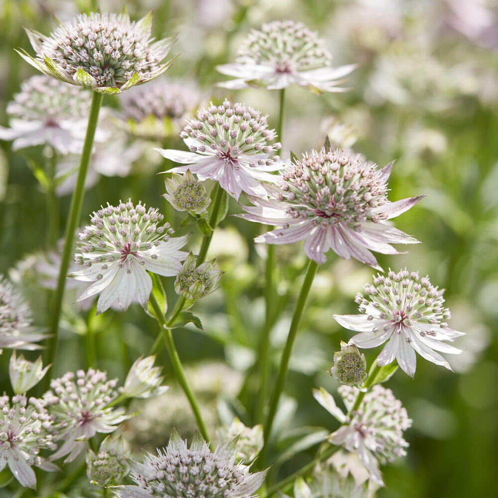 Astrantia major Florence - Zeeuws knoopje Florence - Astrantia