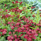 Astrantia - Zeeuws knoopje Ruby wedding - Astrantia major Ruby Wedding