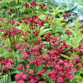 Astrantia - Zeeuws knoopje Ruby wedding - Astrantia major Ruby Wedding