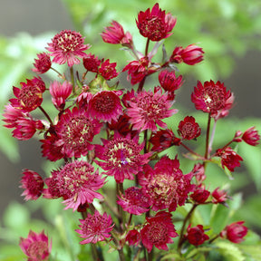 Astrantia major Ruby Wedding - Zeeuws knoopje Ruby wedding - Astrantia