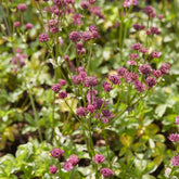 Zeeuws knoopje Venice - Astrantia major Venice - Willemse