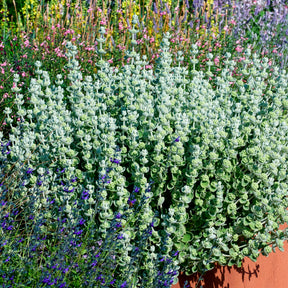 Verkoop Valse vuurwerkplant - Ballota pseudodictamnus