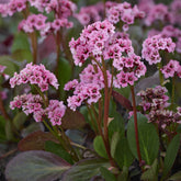 Bergenia - Schoenlappersplant - Bergenia cordifolia