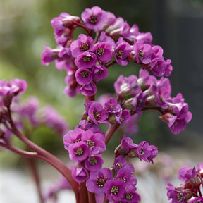 Schoenlappersplant - Bergenia cordifolia - Willemse