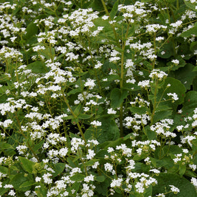 Kaukasische vergeet-mij-niet Betty Bowring - Brunnera macrophylla Betty Bowring - Willemse