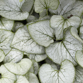 Myosotis - Kaukasische vergeet-mij-niet Looking Glass - Brunnera macrophylla Looking Glass