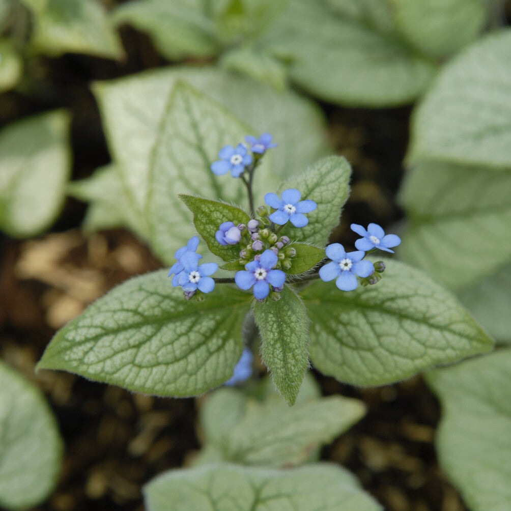 Verkoop Kaukasische vergeet-mij-niet Looking Glass - Brunnera macrophylla Looking Glass