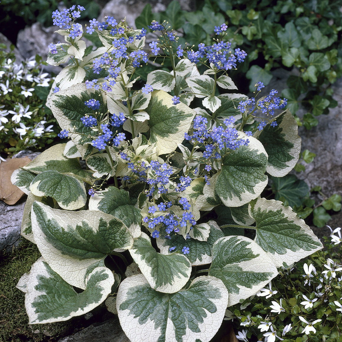 Brunnera macrophylla Variegata - Kaukasische vergeet-mij-niet panaché - Myosotis