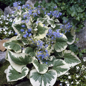 Brunnera macrophylla Variegata - Kaukasische vergeet-mij-niet panaché - Myosotis