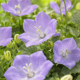 Klokjesbloem Blaue Clips - Campanula carpatica Blaue Clips - Willemse