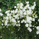 Verkoop Klokjesbloem Alba - Campanula persicifolia Alba