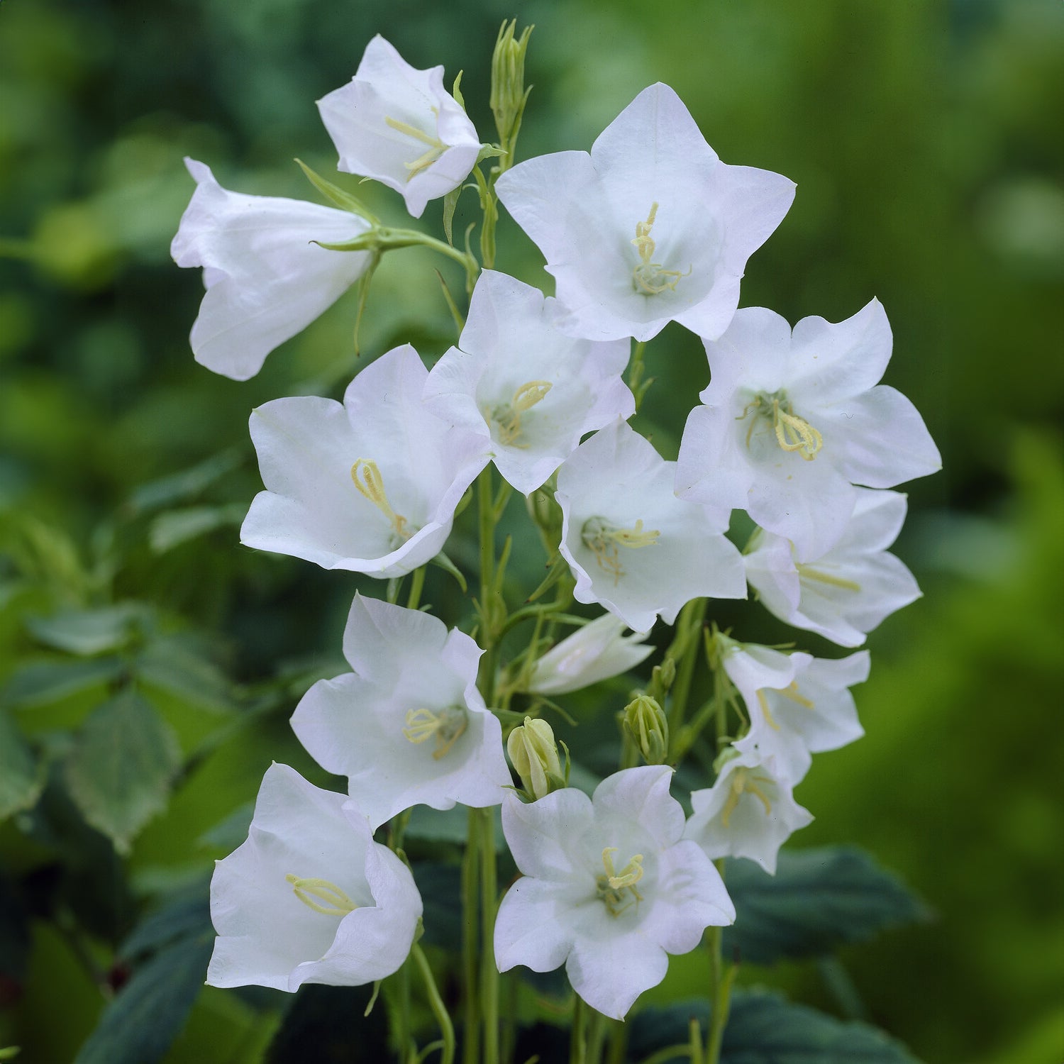 Campanula persicifolia Alba - Klokjesbloem Alba - Klokjesbloem