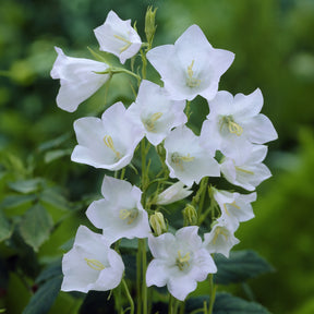 Campanula persicifolia Alba - Klokjesbloem Alba - Klokjesbloem