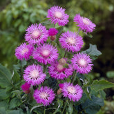 Centaurea hypoleuca 'John Coutts' / Korenbloem - Centaurea hypoleuca john coutts - Willemse