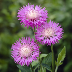 Centaurea hypoleuca 'John Coutts' / Korenbloem - Willemse