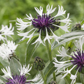 Korenbloem Amethyst in Snow - Willemse