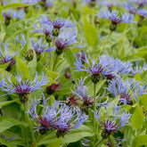 Korenbloem bergblauw - Willemse
