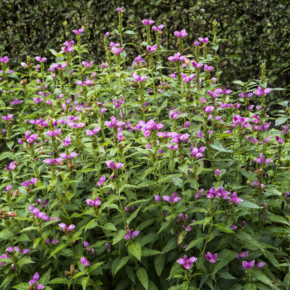 Vaste planten - Schildpadbloem - Chelone obliqua