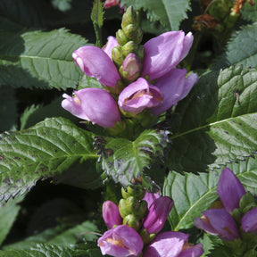 Schildpadbloem - Chelone obliqua - Willemse