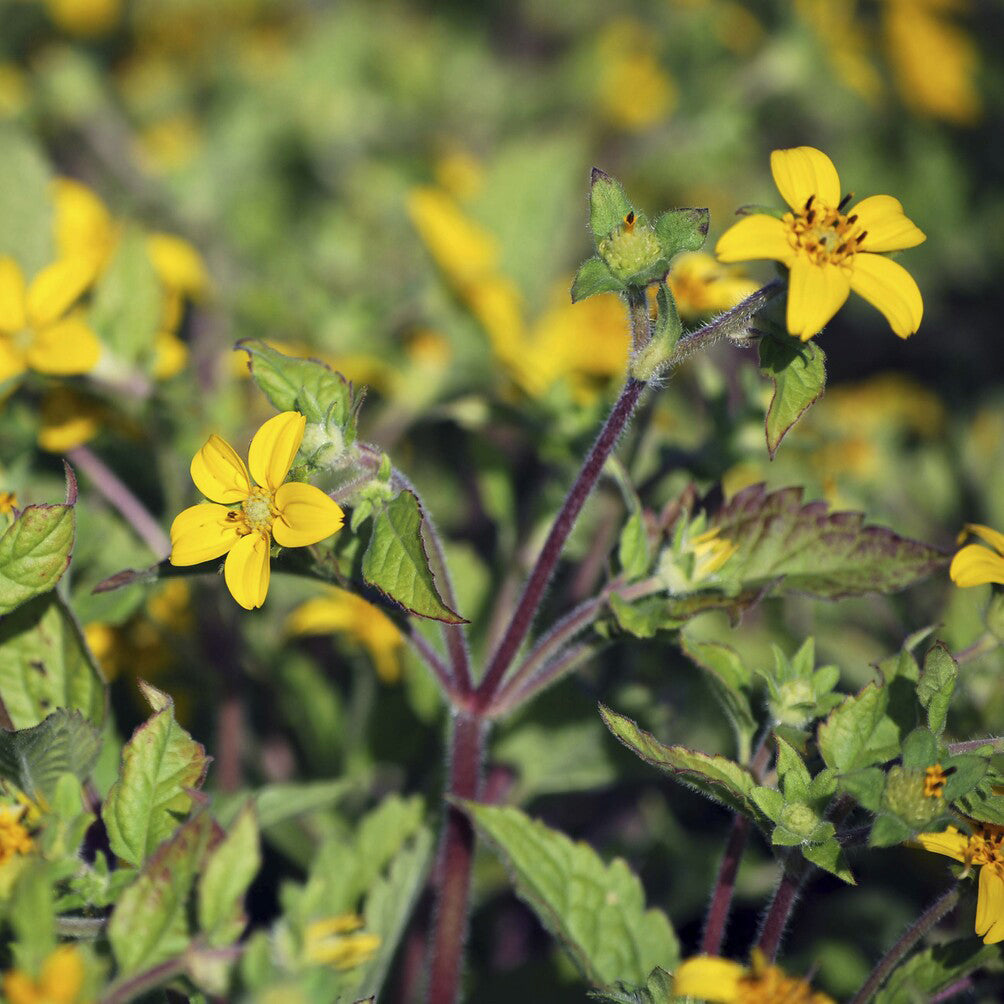 Goudkorfje - Chrysogonum virginianum - Willemse