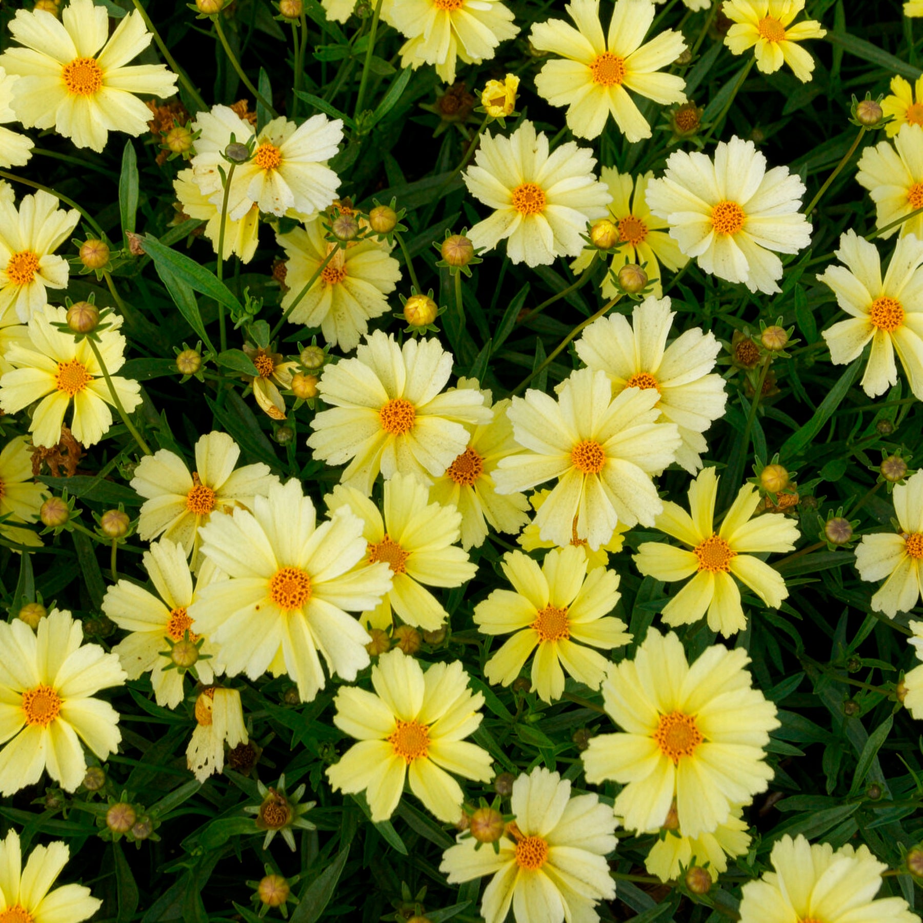 Meisjesogen 'Full Moon' - Coreopsis Full Moon - Willemse