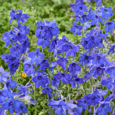 Ridderspoor Volkerfrieden - Delphinium ( belladonna group ) völkerfrieden - Willemse