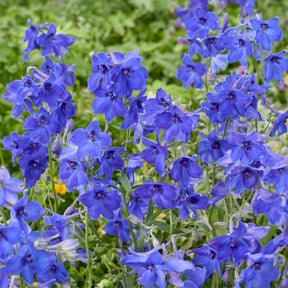 Ridderspoor Volkerfrieden - Delphinium ( belladonna group ) völkerfrieden - Willemse